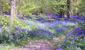 Bluebells In Dole Woods Thurlby Near Bourne