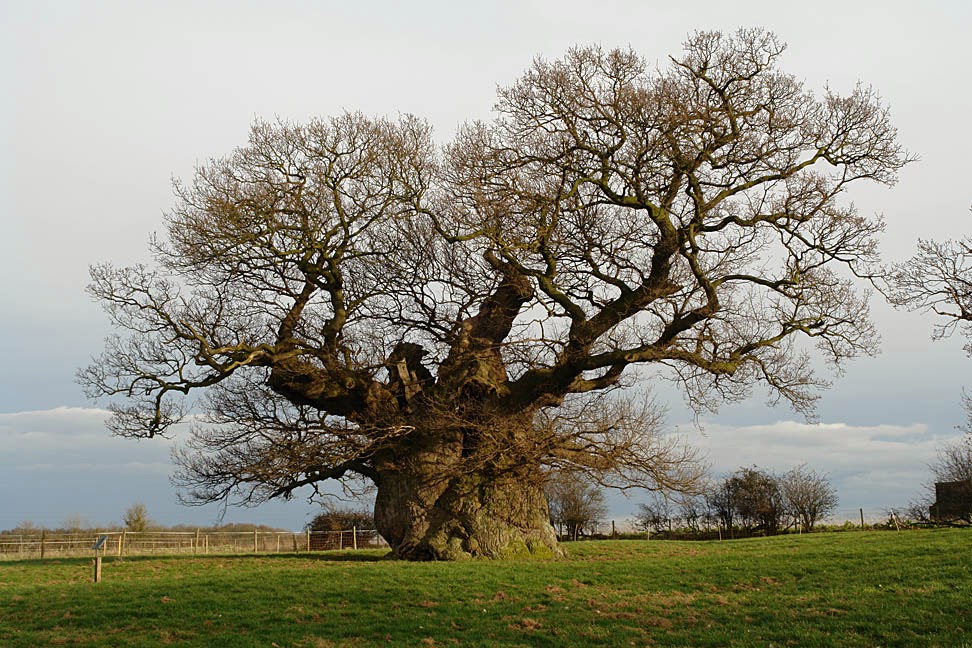 Oak Tree At Bowthorpe Farm, Bourne Lincolnshire